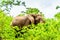 A large adult African Elephant eating leafs from Mopane Trees in a forest near Letaba in Kruger National Park