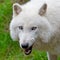 Large adult arctic wolf