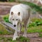 Large adult arctic wolf