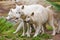 Large adult arctic wolves