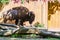 Large adult bison in the zoo in the summer against the background of a wooden fence