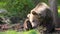 Large adult brown bear relaxing and scratching in the forest