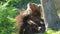 Large adult brown bear rests and scratching in the forest