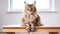 A large adult brown Maine Coon cat sits on a light wooden beech stool and looks into the frame, on space for copying