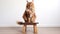 A large adult brown Maine Coon cat sits on a light wooden beech stool and looks into the frame, on space for copying