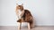 A large adult brown Maine Coon cat sits on a light wooden beech stool and looks into the frame, on space for copying