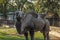 Large adult camel in Belgrade Zoo