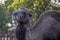 Large adult camel in Belgrade Zoo