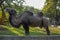 Large adult camel in Belgrade Zoo