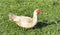 A large adult duck walks on the green grass