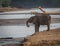 Large Adult elephant drinks water from river in Kenya