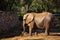 A large adult elephant walks in an Israeli safari