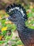 Large Adult Female Great Curassow