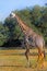 A large adult giraffe strolling on the african plains