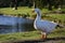 Large adult goose in park