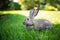 Large adult gray hare with long ears in full growth on green grass on sunny day. Close up of cute grey bunny sitting on green