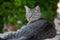 Large, adult, grey tiger stripe cat sitting proudly and looking off in the distance