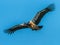 Large Adult Magpie Goose In Flight