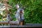 Large adult male vervet monkey yawning and showing teeth.