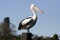 Large adult pelican standing on timber post