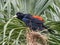 Large Adult Red Rumped Cacique