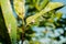 A large adult white aphid is devouring the green leaves to survive and reproduce. White aphid on leaves close-up. White aphid is a