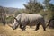 Large adult white rhino with a big horn walking in dry bush in Kruger Park in South Africa