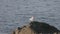 large adult white seagull perched on a large ocean rock