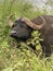 Large Afican Buffalo in grass in Serengeti