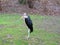 A large African bird with a long beak and long legs. Marabou Leptoptilos is from the stork family Ciconiidae.