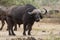 Large African Buffalo Bull side view in Savannah