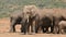 Large African bull elephant with herd