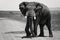 A large African Elephant alone along the road in the Maasai Mara Kenya, Africa