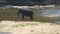 A large african elephant bathes in river or lake. Close up