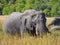 Large African elephant bull grazing in tall river grass with trees in background, safari in Botswana