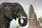 A large African Elephant eats leaves of a small tree.