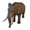 Large African Elephant isolated on white background 3d illustration