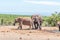 Large African Elephant pushing smaller one