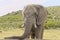 Large african elephant standing and resting its trunk on a concrete wall of a reservoir