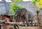 Large African Elphant looking for seasonal Mango fruit in safari camp, south Luangwa National Park, Zambia