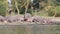 Large African Hippos Resting On The Shores Of Lake Naivasha, Yawn, Sleep