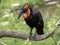 Large African hornbill Southern ground, Bucorvus leadbeateri, collects food on the ground