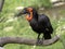 Large African hornbill Southern ground, Bucorvus leadbeateri, collects food on the ground