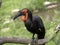 large African hornbill Southern ground, Bucorvus leadbeateri, collects food on the ground