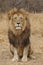 Large African Lion looking