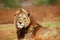 Large African Male Lion