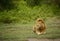 Large African male lion laying in grassland of Africa