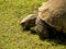 Large African Tortoise