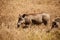 Large African warthog walking on a rural safari field