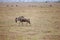 Large, African wildebeest walking in a vast, open grassy field